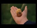 Harry Potter e i Doni della Morte - Official trailer [HD]