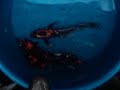 Welcome to Blackwater Creek Koi Farms Welcome to Blackwater Creek Koi Farms