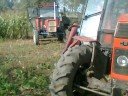 ROLNICTWO NA ŻUŁAWACH KOSZENIE KUKURYDZY