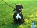 ABKC, UKC American Bully The King of King\