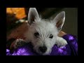 West Highland Terrier - Sharp Teeth, Good Smile