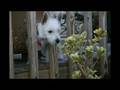 West Highland Terrier - Sharp Teeth, Good Smile