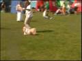 Shih Tzu on dog show in Sweeden