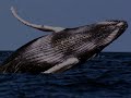 save the whales