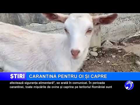 Carantină pentru oi și capre