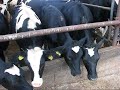 No Milk Today - der Milchboykott