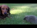 PIEN EN DE EGEL PIEN EN DE EGEL