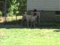 Funny Mastiffs - 4 month old Mastiff puppies