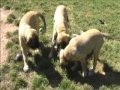 Funny Mastiffs - 4 month old Mastiff puppies