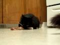 videos de Bitch Cat Likes Steak