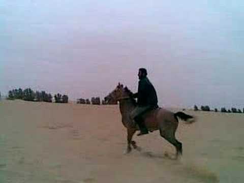 حصان - حصان سريع مزيون.