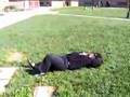 Erica's Hellicopter Move
