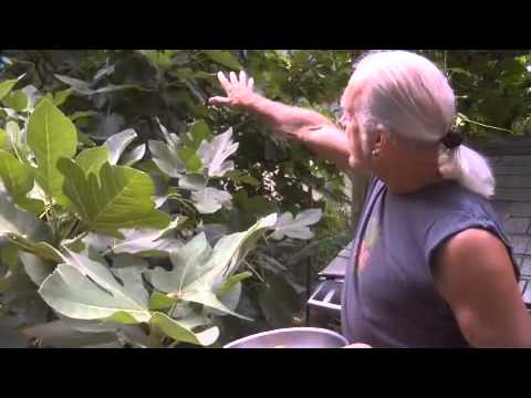 how to fertilize pecan trees in north carolina