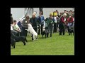 WELKS Labrador Retriever Bitch CC