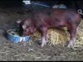 Panceta Pig Pen McKerman