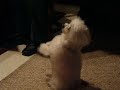 Begging Begging