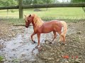 My Breyer Realistic Scenes!! My Breyer Realistic Scenes!!