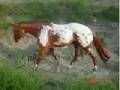 My Breyer Realistic Scenes!!