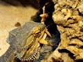 Pogona vitticeps frisst Extatosoma tiaratum Pogona vitticeps frisst Extatosoma tiaratum