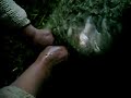 video captado en San Carlos VIII Region, en el sector de Millauquén.en este podemos ver un parto asistido de una oveja, la cual no podia dar a luz debido a q el corderito no traia bien puestas sus patas delanteras, y traia una doblada hacia atras lo que le impedia nacer... no habia mas remedio que asistir a la madre para que pudiera tener a su cria...participaron del video:partera: mi abuela, la leonta.camillero: mi abuelo, Don tito.asistente parto: LONKO.Camara 2 e iluminacion: braulio...hay q ser fuerte de estomago pa ver el video..