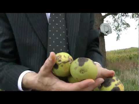 how to harvest english walnuts at home