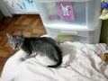 Little  Momo