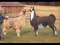 the new llama song¡¡¡
