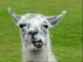 the new llama song¡¡¡
