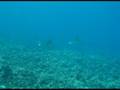Scuba dive at black sand beach in Maui