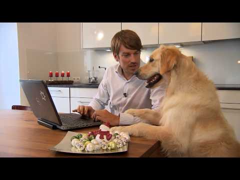 Wildsterne: Individuelles Hundefutter