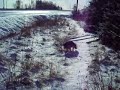 Dog Pooping