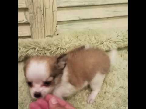 TOO CUTE OLIVER MALE CHI