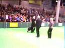 Reesa Crufts 2008 Obedience Championships