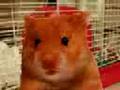 videos de harry the hamster 3