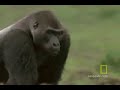 Gorilla VS