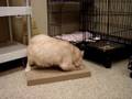 Wilbur