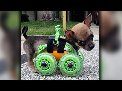 Turbo-Roo: Cute Two-Legged Chihuahua Given Wheels To Move Independently