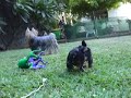 Evolution  yorkshire Terriers
