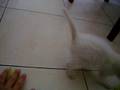 videos de green parrot