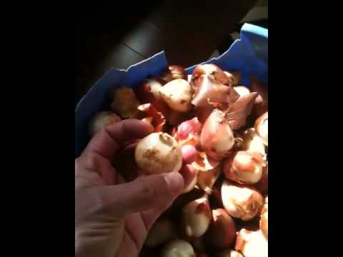 Plantio tulipas, Texas - Parte I