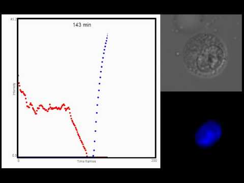 TNF-induced necrotic L929 cells – Morphology, LMP & SG uptake linked to line graph