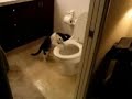 cat flushing toilet.wmv cat flushing toilet.wmv