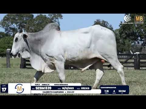 2� DE OLHO NA FAZENDA NELORE SESMARIAS