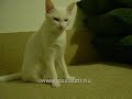 Alv�s ut�ni panaszok :)