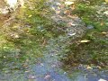 Click here to watch this video Anax panybeus - paret ova