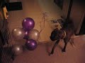 Leela the boxer meets the balloons