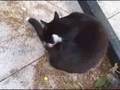 Maggy-the kitty
