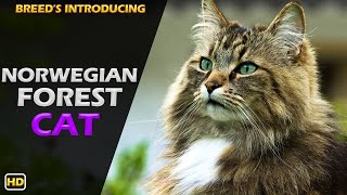 Norwegian Forest cat | Do you know the Norwegian Forest cat?? | Animal World