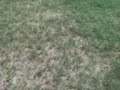 Le parkour