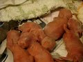 Crystal the Angora give birth to bunnies Crystal the Angora give birth to bunnies